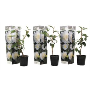 Japanse Roos - Set van 3 - Camellia'Brush Field'- Hoogte 25-40cm -⌀9cm