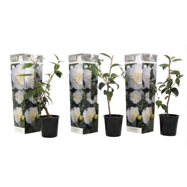 Japanse Roos - Set van 3 - Camellia'Brush Field'- Hoogte 25-40cm -⌀9cm