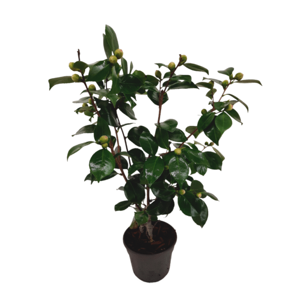 Japanse Roos - Camellia japonica'Bonomiana'- Hoogte 50-60cm -⌀15cm
