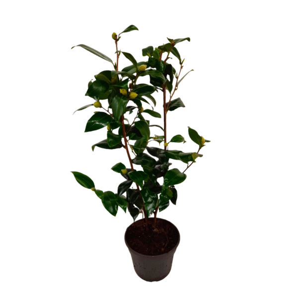 Japanse Roos - Camellia japonica'Brush Field'- Hoogte 50-60cm -⌀15cm