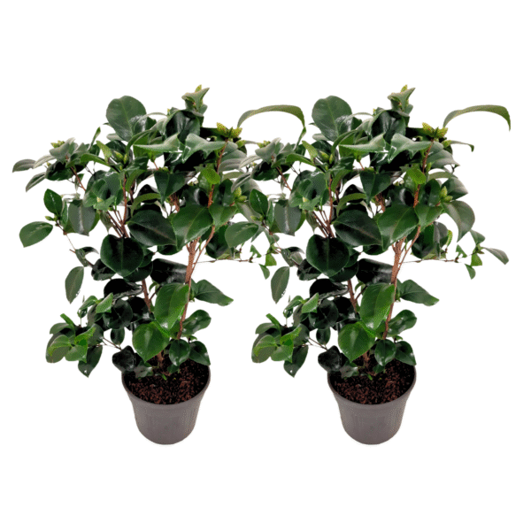 Japanse Roos - Set van 2 - Camellia'Lady Campbell'- Hoogte 50-60cm -⌀15cm
