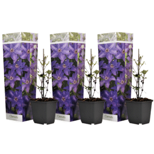 Bosrank - Set van 3 - Clematis'The President'- Hoogte 25-40cm -⌀9cm