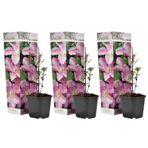 Bosrank - Set van 3 - Clematis'Hagley Hybrid'- Hoogte 25-40cm -⌀9cm
