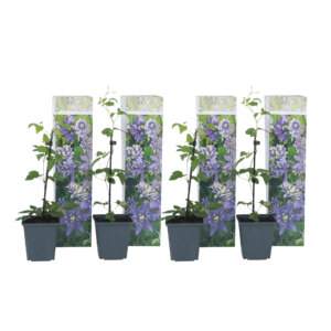 Bosrank - Set van 4 - Clematis hybrid'Taiga'- Hoogte 25-40cm -⌀9cm