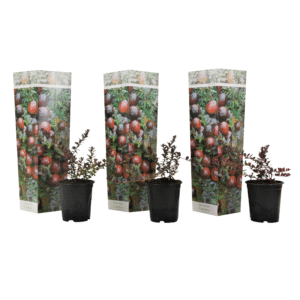 Veenbes - Set van 3 - Vaccinium macrocarpon'Cranberry'- Hoogte 10-20cm -⌀9cm
