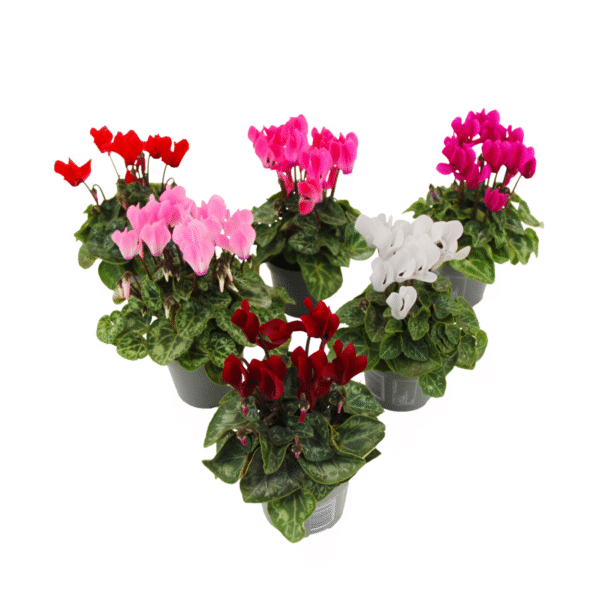Perzisch cyclaam - Set van 6 - Cyclamen persicum - Hoogte 10-20cm -⌀9cm