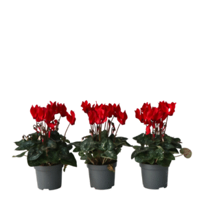 Perzisch cyclaam - Set van 3 - Cyclamen Winfall Scarlet - Hoogte 10-20cm -⌀9cm