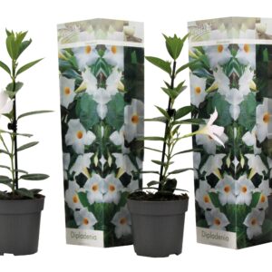 Braziliaanse Jasmijn - Set van 3 - Dipladenia Rio White - Hoogte 25-40cm -⌀9cm