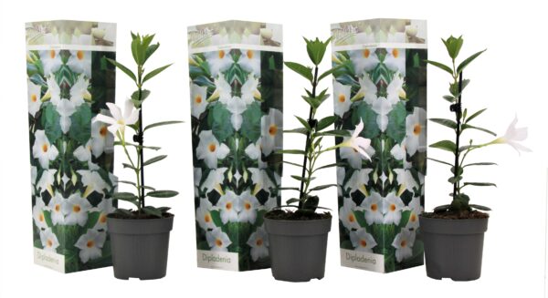 Braziliaanse Jasmijn - Set van 3 - Dipladenia Rio White - Hoogte 25-40cm -⌀9cm