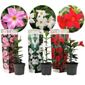 Braziliaanse Jasmijn - Set van 3 - Dipladenia'Rio Mix'- Hoogte 25-40cm -⌀9cm