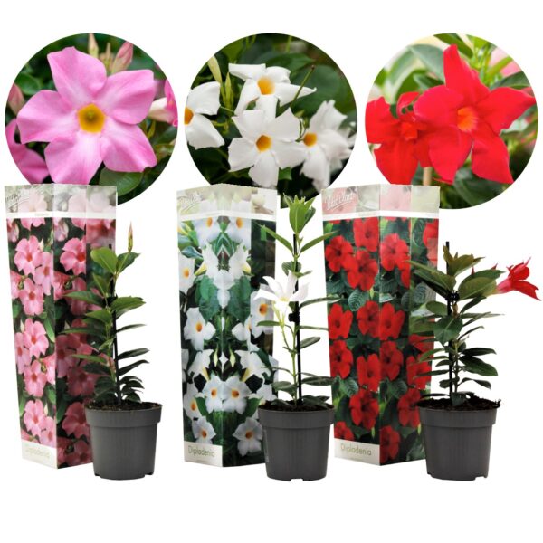 Braziliaanse Jasmijn - Set van 3 - Dipladenia'Rio Mix'- Hoogte 25-40cm -⌀9cm