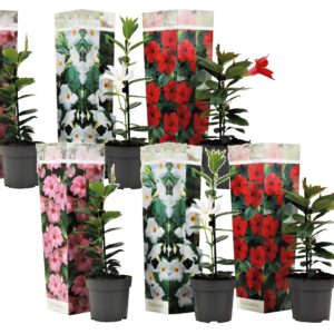 Braziliaanse Jasmijn - Set van 6 - Dipladenia'Rio Mix'- Hoogte 25-40cm -⌀9cm