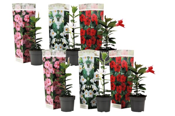 Braziliaanse Jasmijn - Set van 6 - Dipladenia'Rio Mix'- Hoogte 25-40cm -⌀9cm