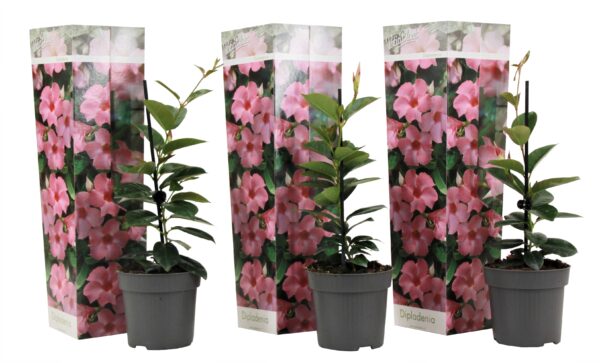 Mandevilla - Set van 3 - Dipladenia sanderii'Rio Pink'- Hoogte 25-40cm -⌀9cm