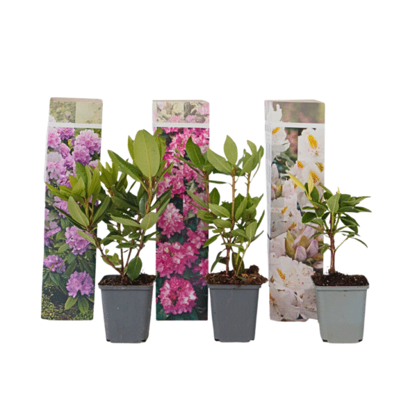 Rhododendrons - Set van 3 - Rhododendron catawbiense - Hoogte 25-40cm -⌀9cm