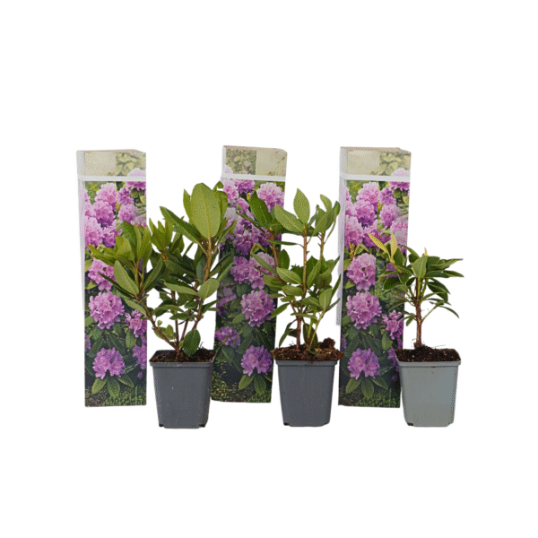 Rhododendron paars - Set van 3 - Catawbiense Purple - Hoogte 25-40cm -⌀9cm