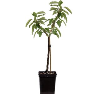 Appelboom - Malus - Hoogte 60-80cm -⌀15cm