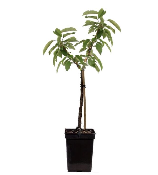 Appelboom - Malus - Hoogte 60-80cm -⌀15cm