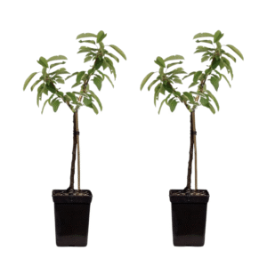 Appelboom - Set van 2 - Malus - Hoogte 60-80cm -⌀15cm