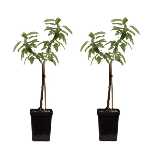 Appelboom - Set van 2 - Malus - Hoogte 60-80cm -⌀15cm