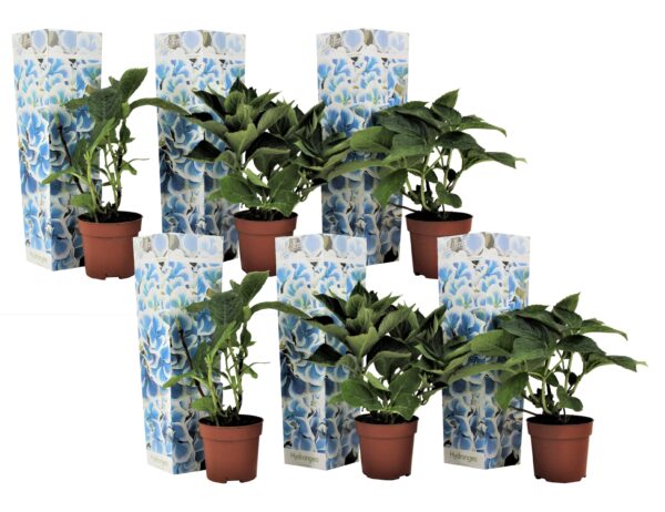 Hortensia - Set van 6 - Hydrangea macrophylla'Bavaria'- Hoogte 25-40cm -⌀9cm