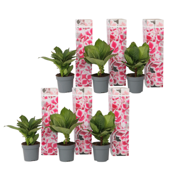 Bolhortensia - Set van 6 - Hydrangea'Camilla'- Hoogte 25-40cm -⌀9cm