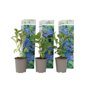 Bolhortensia - Set van 3 - Hydrangea'Early Blue'- Hoogte 25-40cm -⌀9cm