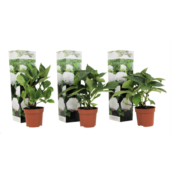 Bolhortensia - Set van 3 - Hydrangea macrophylla'Wudu'- Hoogte 25-40cm -⌀9cm