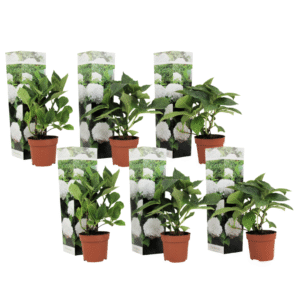 Bolhortensia - Set van 6 - Hydrangea macrophylla'Wudu'- Hoogte 25-40cm -⌀9cm