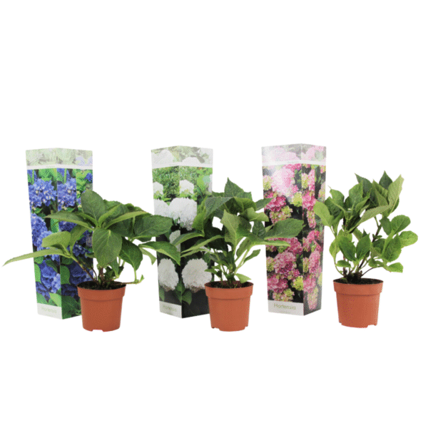 Hortensia - Set van 3 - Hydrangea macrophylla - Hoogte 25-40cm -⌀9cm