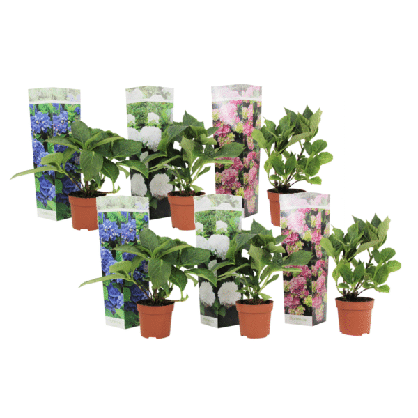 Hortensia - Set van 6 - Hydrangea macrophylla - Hoogte 25-40cm -⌀9cm