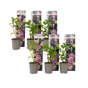 Hortensia - Set van 6 - Hydrangea'Early Pink'- Hoogte 25-40cm -⌀9cm