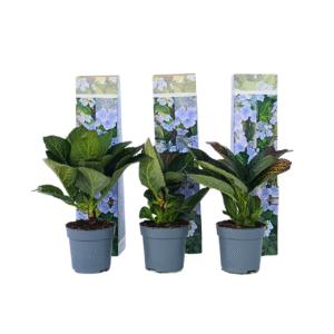 Hortensia - Set van 3 - Hydrangea'Nizza'- Hoogte 25-40cm -⌀9cm