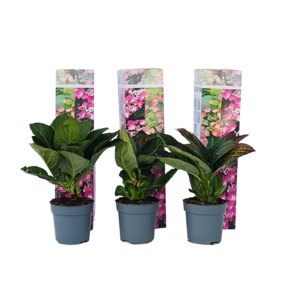 Hortensia - Set van 6 - Hydrangea'Red Bull'- Hoogte 25-40cm -⌀9cm