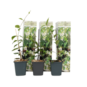 Jasmijn - Set van 3 - Trachelospermum jasminoides - Hoogte 25-40cm -⌀9cm