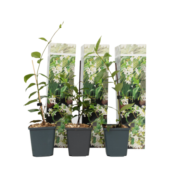 Jasmijn - Set van 3 - Trachelospermum jasminoides - Hoogte 25-40cm -⌀9cm