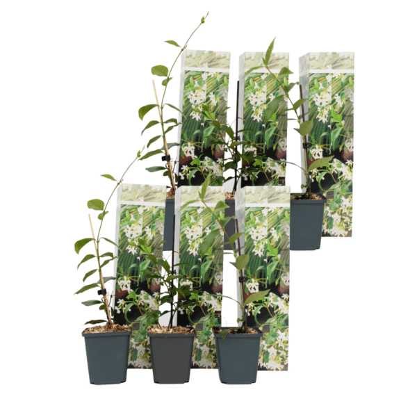 Toscaanse jasmijn - Set van 6 - Trachelospermum jasm. - Hoogte 25-40cm -⌀9cm