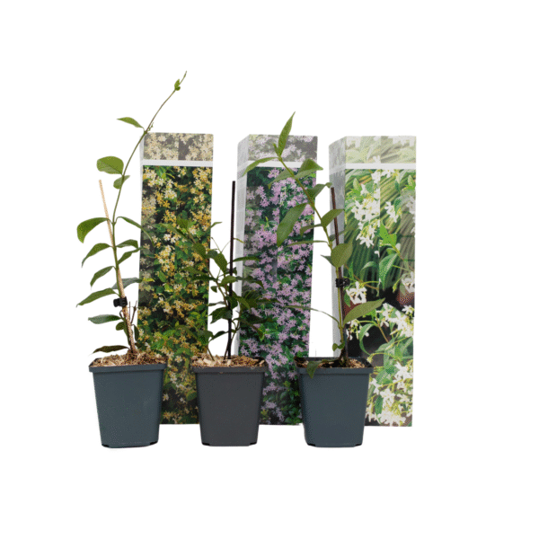 Jasmijn - Set van 3 - Trachelospermum jasminoides - Hoogte 25-40cm -⌀9cm