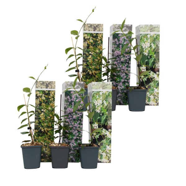 Jasmijn - Set van 6 - Trachelospermum jasminoides - Hoogte 25-40cm -⌀9cm