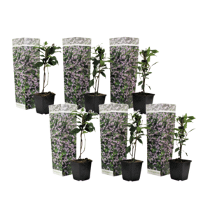 Toscaanse jasmijn - Set van 6 - Trachelospermum jasm. - Hoogte 25-40cm -⌀9cm