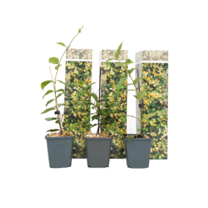 Toscaanse jasmijn - Set van 3 - Trachelospermum jasm. - Hoogte 25-40cm -⌀9cm