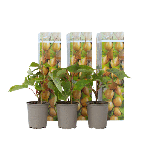 Kiwiplant - Set van 3 - Actinidia deliciosa'Jenny'- Hoogte 20-40cm -⌀9cm