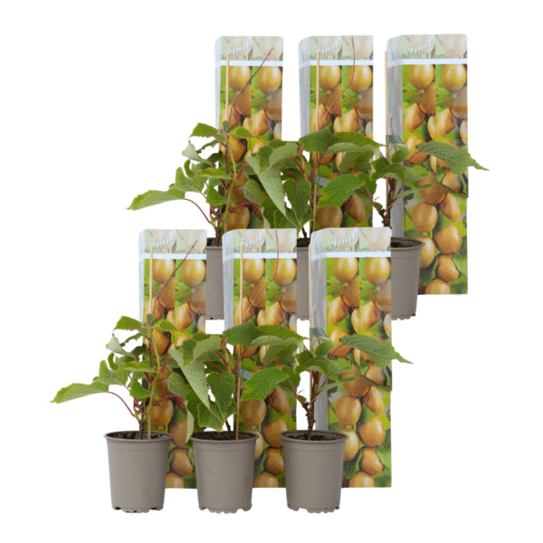 Kiwiplant - Set van 6 - Actinidia deliciosa'Jenny'- Hoogte 20-40cm -⌀9cm