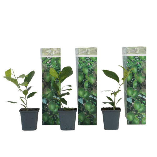 Citroenboom - Set van 3 - Citrus limon - Hoogte 25-40cm -⌀9cm