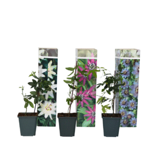 Passiebloem - Set van 3 - Passiflora hybridum - Hoogte 25-40cm -⌀9cm