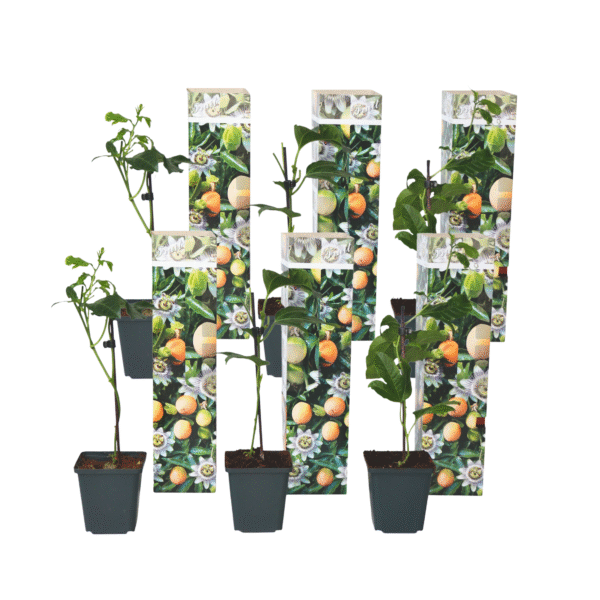 Passiebloem - Set van 6 - Passiflora edulis'Frederick'- Hoogte 25-40cm -⌀9cm