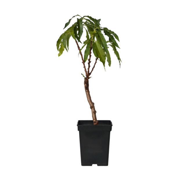 Dwergperzik - Prunus'Bonanza'- Hoogte 60-70cm -⌀15cm