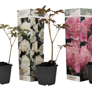 Pioenroos - Set van 3 - Paeonia officinalis - Hoogte 0-40cm -⌀9cm