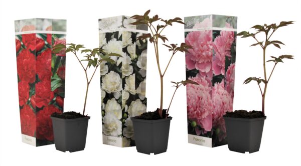 Pioenroos - Set van 3 - Paeonia officinalis - Hoogte 0-40cm -⌀9cm