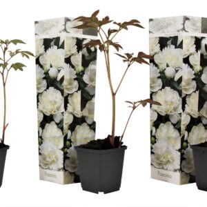 Pioenroos - Set van 3 - Paeonia'Duchesse Nemours'- Hoogte 0-40cm -⌀9cm